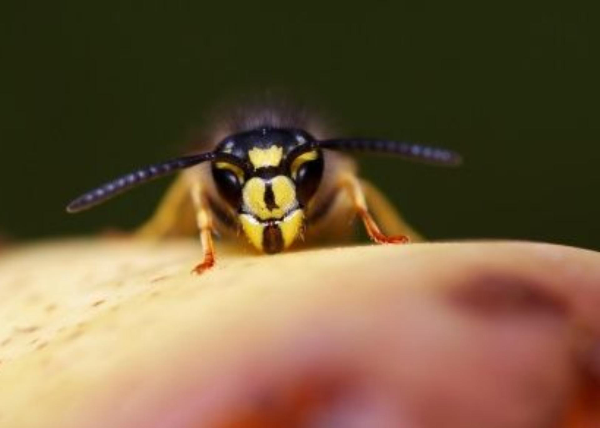 Τσίμπησε το παιδί μέλισσα ή σφήγκα; Τα συμπτώματα που δηλώνουν πως έπαθε αλλεργικό σοκ και πως να δράσετε