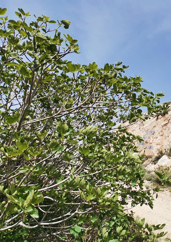 γλυκό-του-κουταλιού-με-αγριόσυκα-συνταγή-