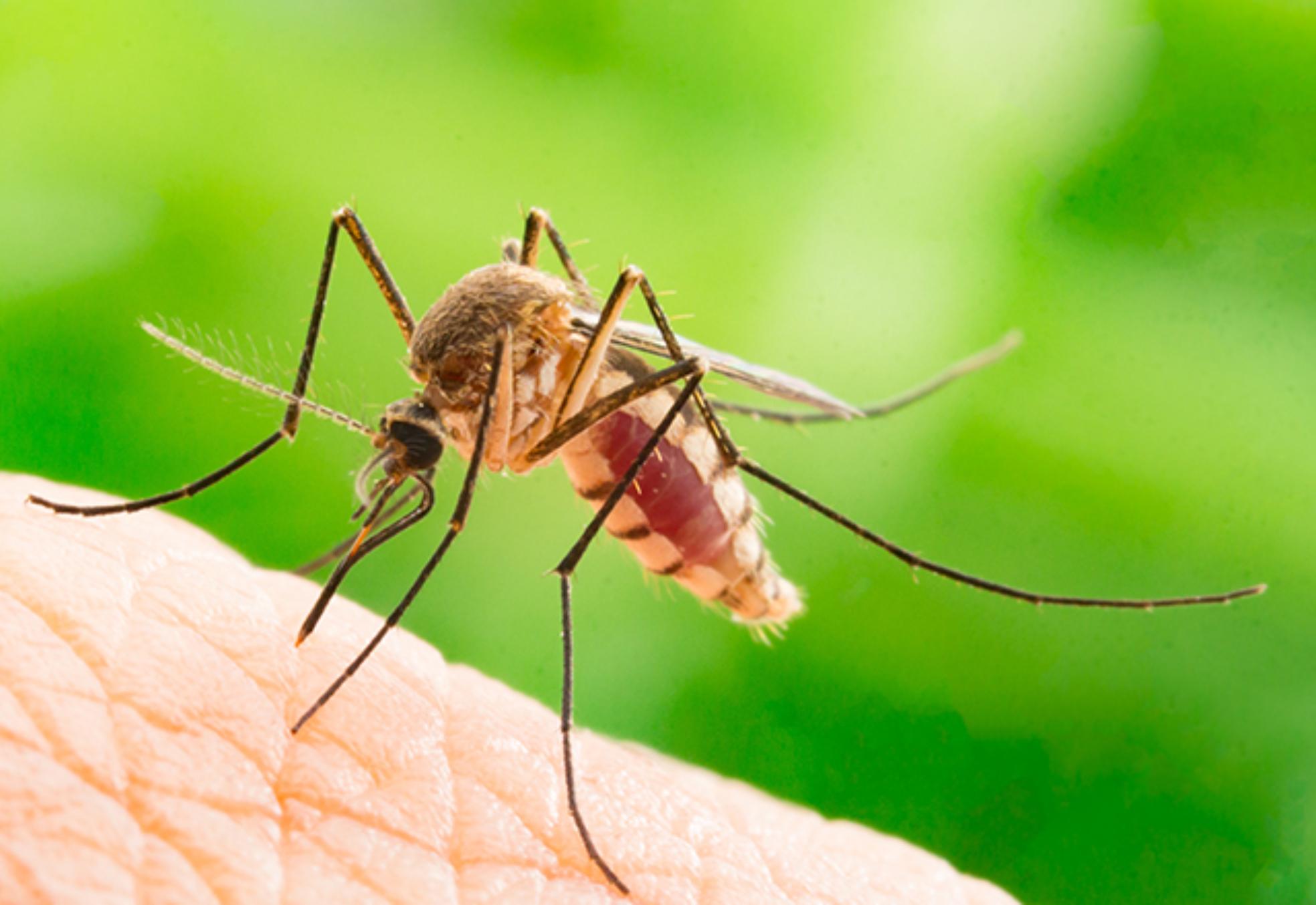 Χαμός από κουνούπια το φετινό καλοκαίρι: Πως θα προστατέψετε και θα αντιμετώπισετε τα τσιμπήματα στα παιδιά