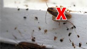 Κατσαρίδες ιπτάμενες στο μπαλκόνι: Πως θα τις διώξεις μια για πάντα