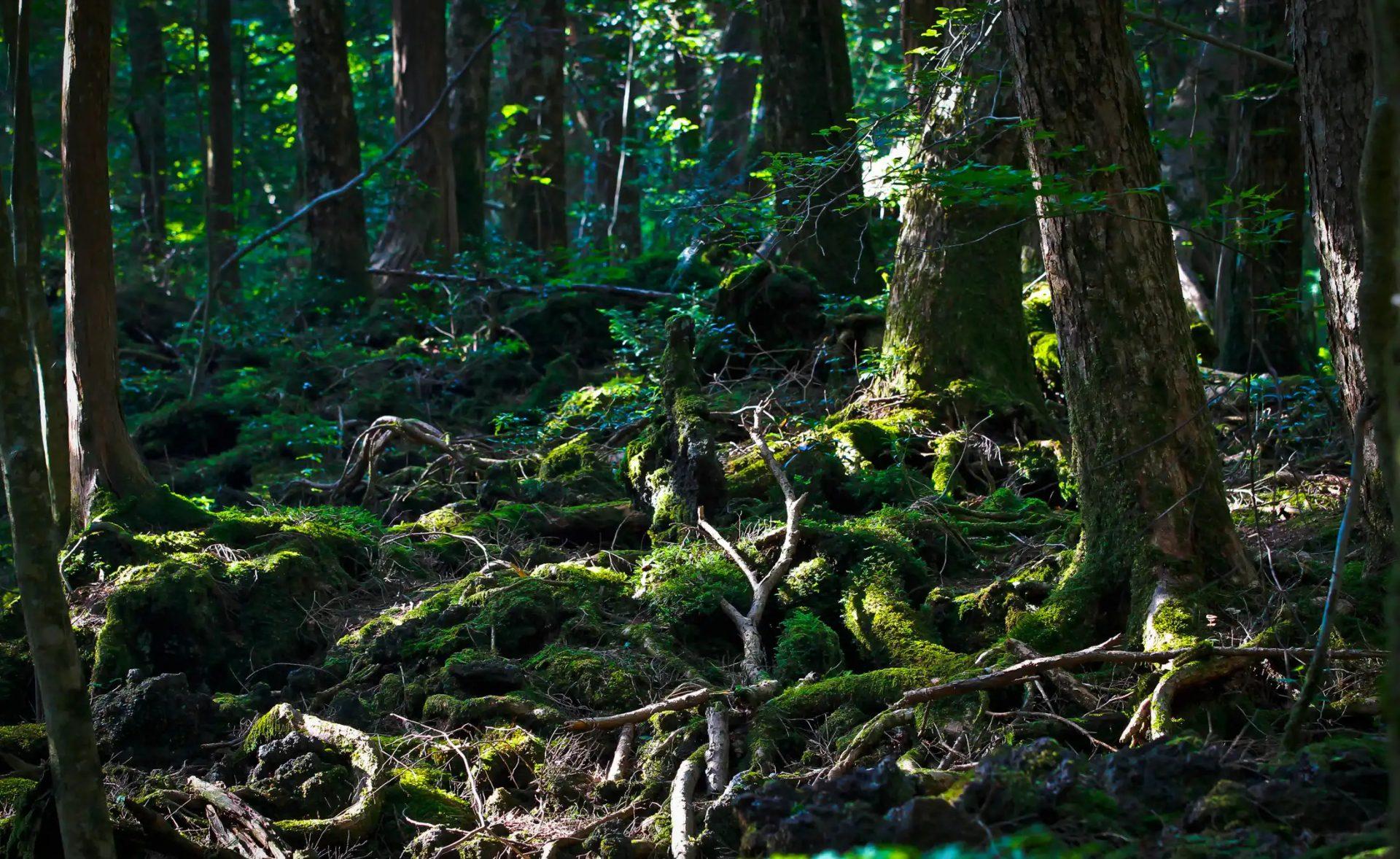Το δάσος που όποιος πατάει το πόδι του αυτοκτονεί: Εσύ τολμάς να πας