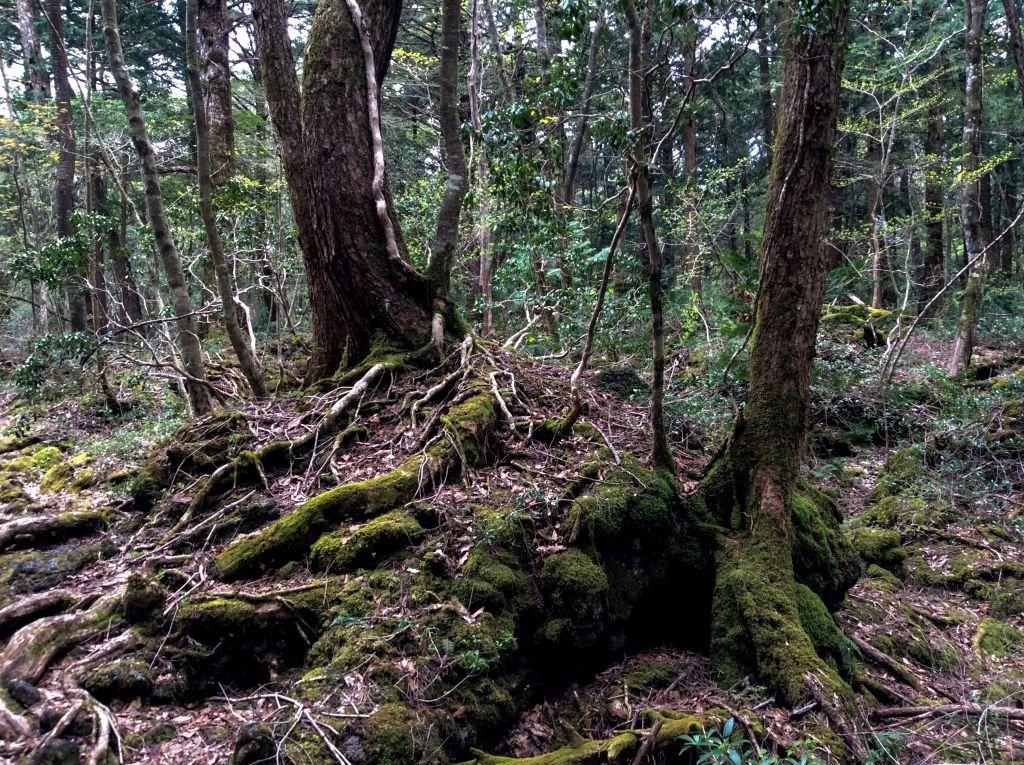 Το δάσος που όποιος πατάει το πόδι του αυτοκτονεί: Εσύ τολμάς να πας