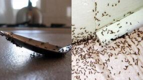 Μυρμήγκια σε πάγκους, μπαλκονόπορτες και αυλές: Οι εύκολοι τρόποι για να τα διώξετε