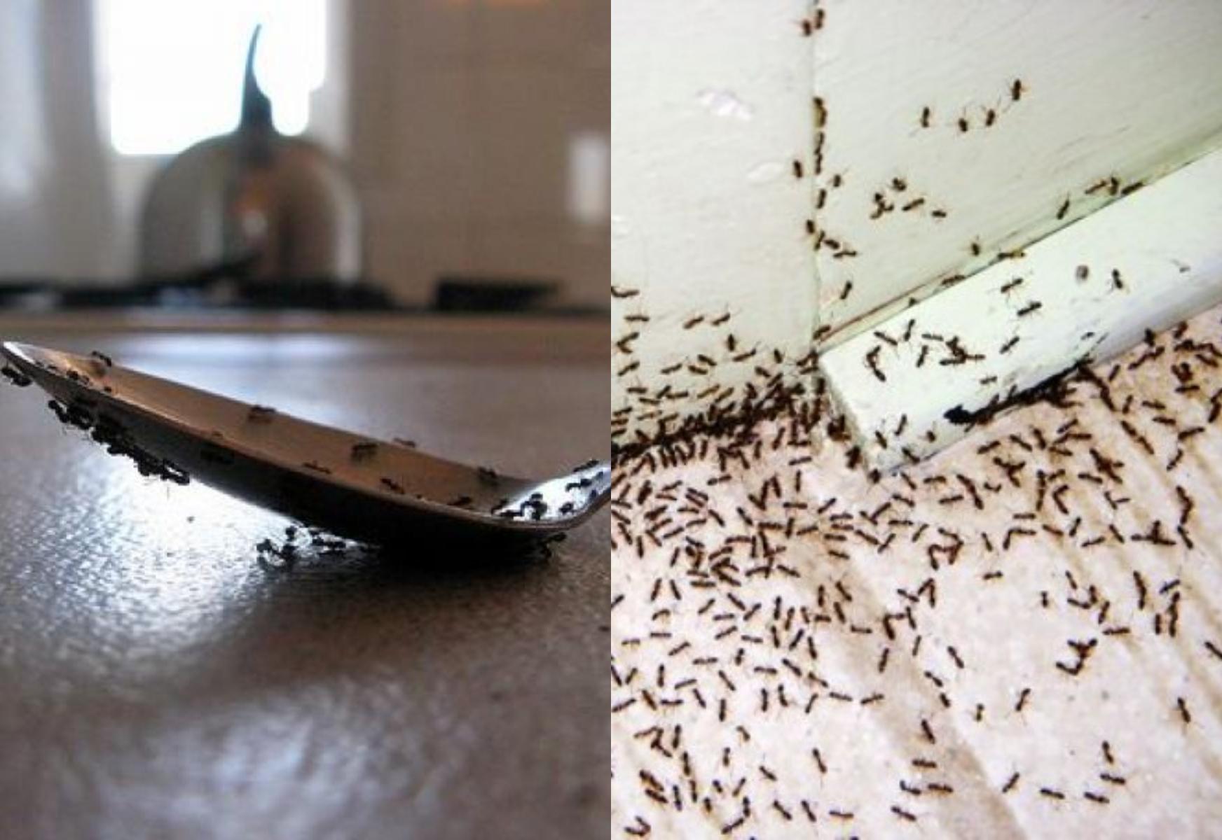 Μυρμήγκια σε πάγκους, μπαλκονόπορτες και αυλές: Οι εύκολοι τρόποι για να τα διώξετε
