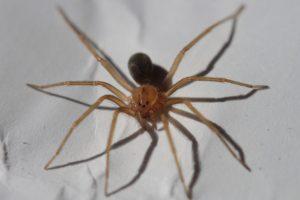 Σας τσίμπησε αράχνη : Ποιες οι πρώτες βοήθειες πριν πάμε νοσοκομείο
