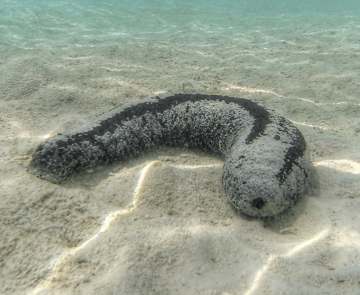 ολοθούρια-κίνδυνοι-