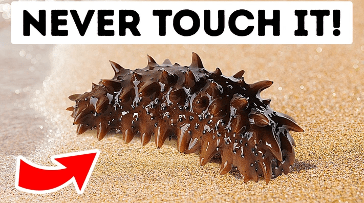 ολοθούρια-κίνδυνοι-