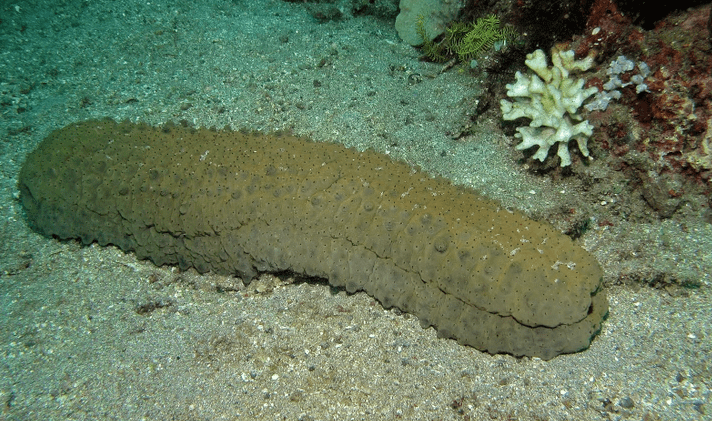 ολοθούρια-κίνδυνοι-