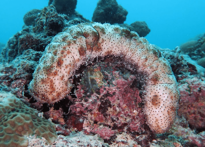 ολοθούρια-κίνδυνοι-