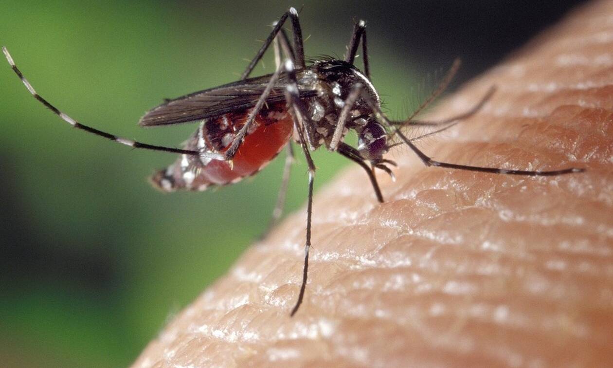 7 κόλπα για να μην σας τσιμπάνε τα κουνούπια το Καλοκαίρι