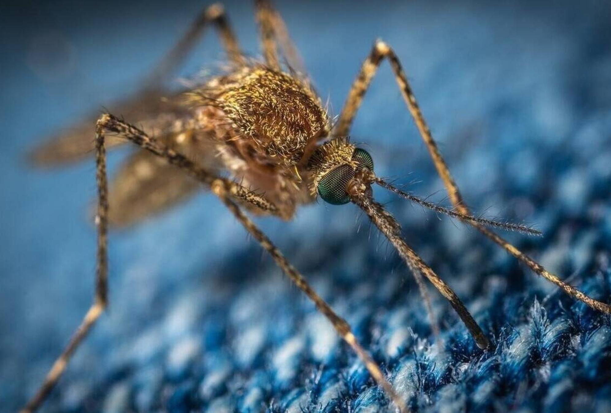 «Ksou Ksou»: Η ελληνική εφαρμογή για κινητά που απωθεί κουνούπια και κατσαρίδες