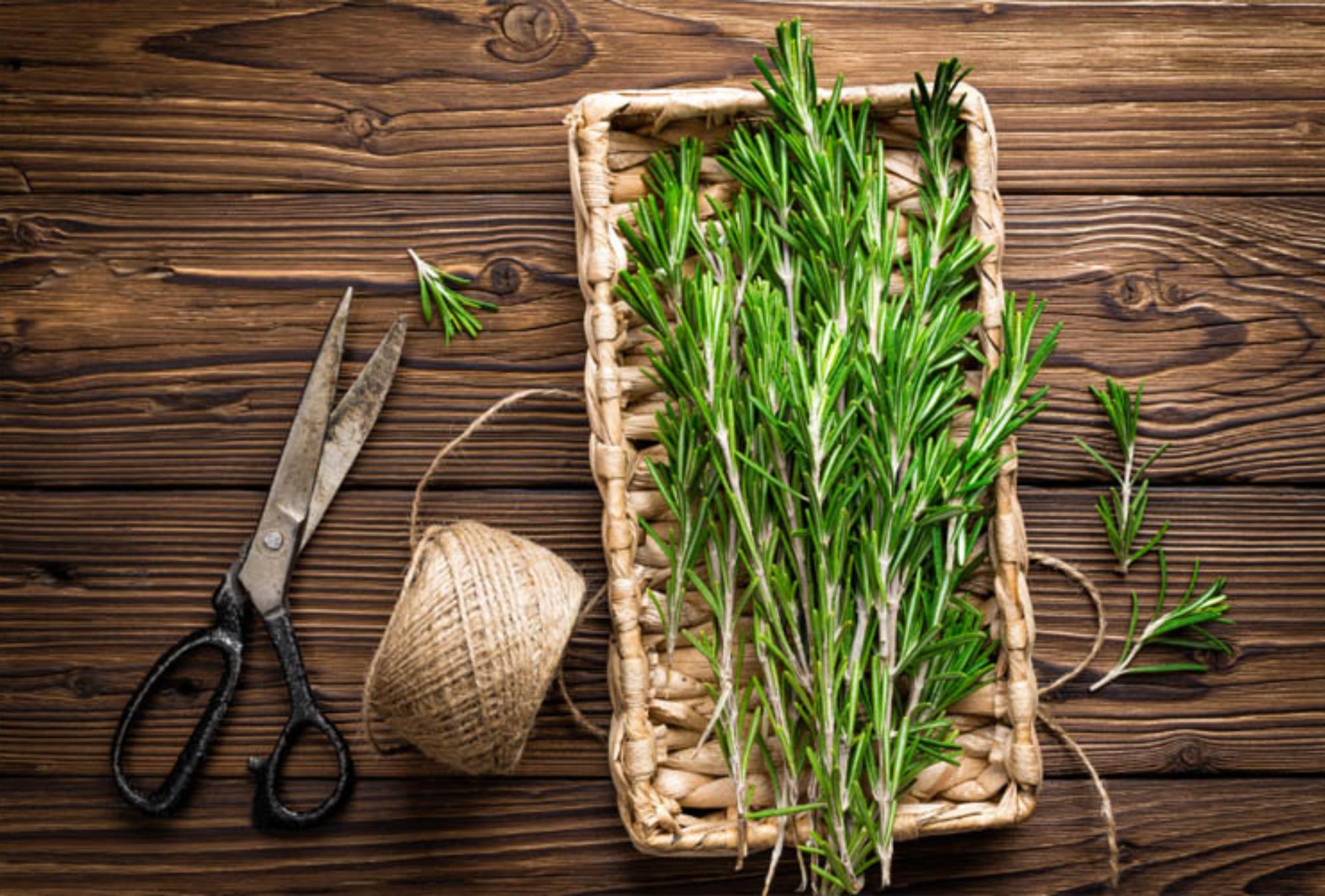 Δεντρολίβανο: Το βότανο με τις μαγικές ιδιότητες και τις πολλές χρήσεις που θα σας λύσουν τα χέρια