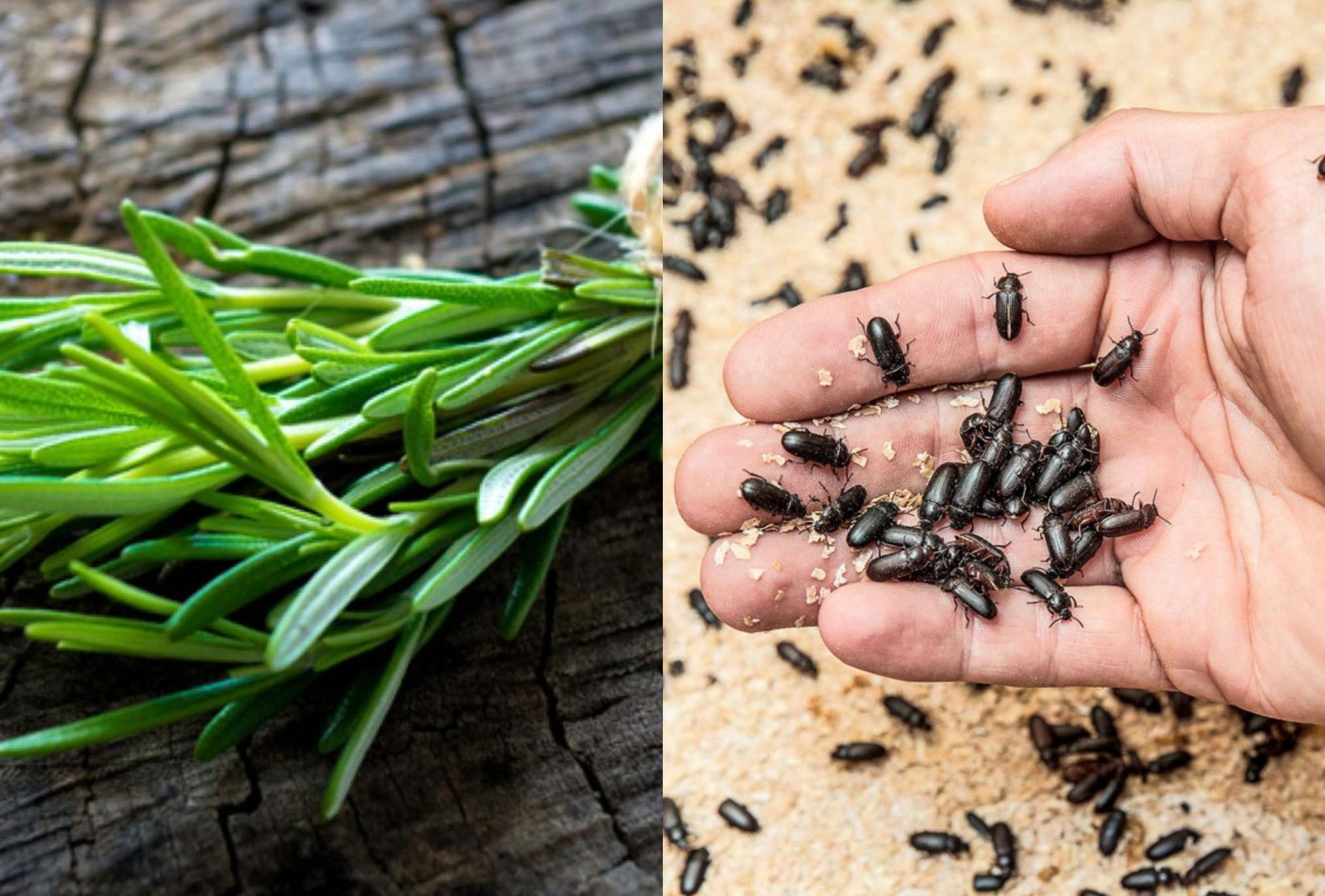 Δεντρολίβανο: Το βότανο με τις μαγικές ιδιότητες και τις πολλές χρήσεις που θα σας λύσουν τα χέρια