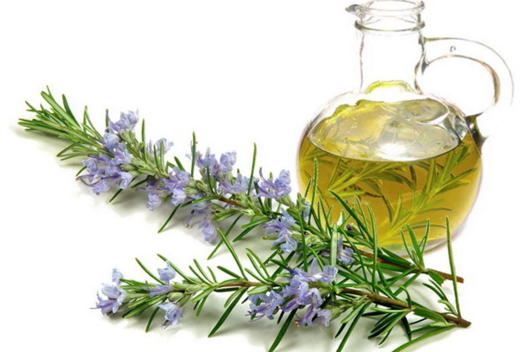 Δεντρολίβανο: Το βότανο με τις μαγικές ιδιότητες και τις πολλές χρήσεις που θα σας λύσουν τα χέρια