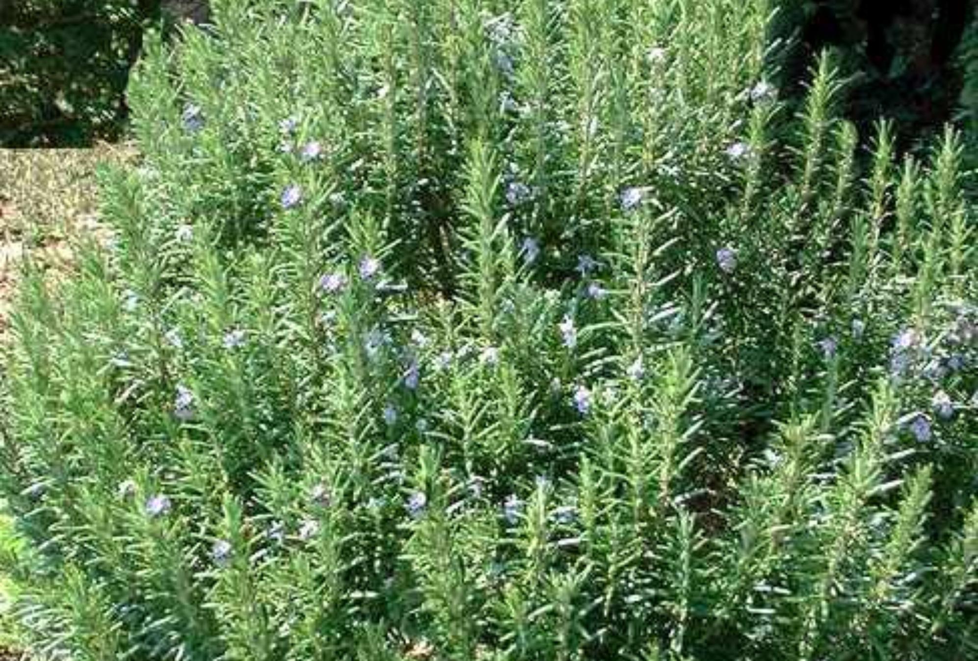 Δεντρολίβανο: Το βότανο με τις μαγικές ιδιότητες και τις πολλές χρήσεις που θα σας λύσουν τα χέρια