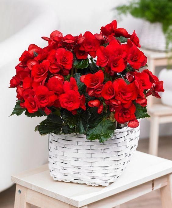 φυτά-που-απωθούν-τις-μέλισσες-με-φυσικό τρόπο-