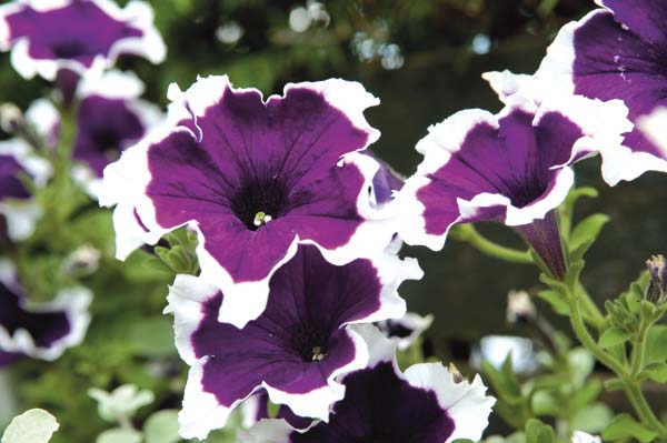 φυτά-που-απωθούν-τις-μέλισσες-με-φυσικό τρόπο-