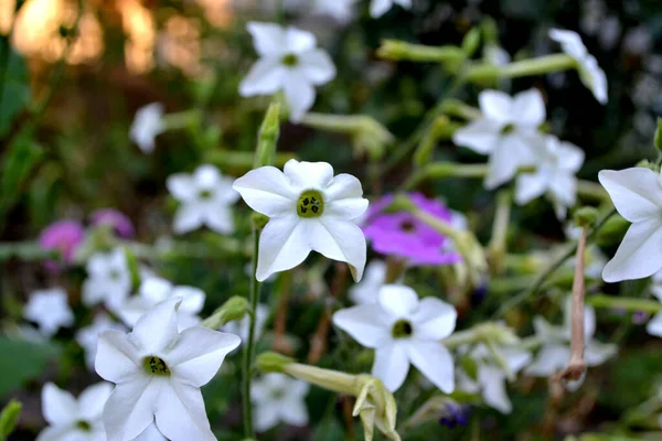 φυτά-που-απωθούν-τις-μέλισσες-με-φυσικό τρόπο-