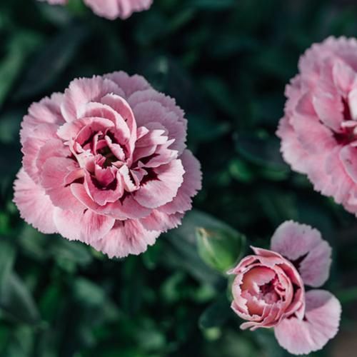 φυτά-που-απωθούν-τις-μέλισσες-με-φυσικό τρόπο-