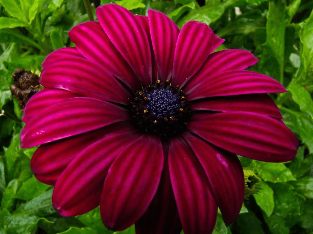 φυτά-που-απωθούν-τις-μέλισσες-με-φυσικό τρόπο-