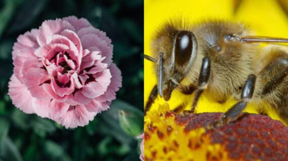 Αυτά τα φυτά θα κρατήσουν μακριά τις μέλισσες και θα γλιτώσετε από τα τσιμπήματά τους
