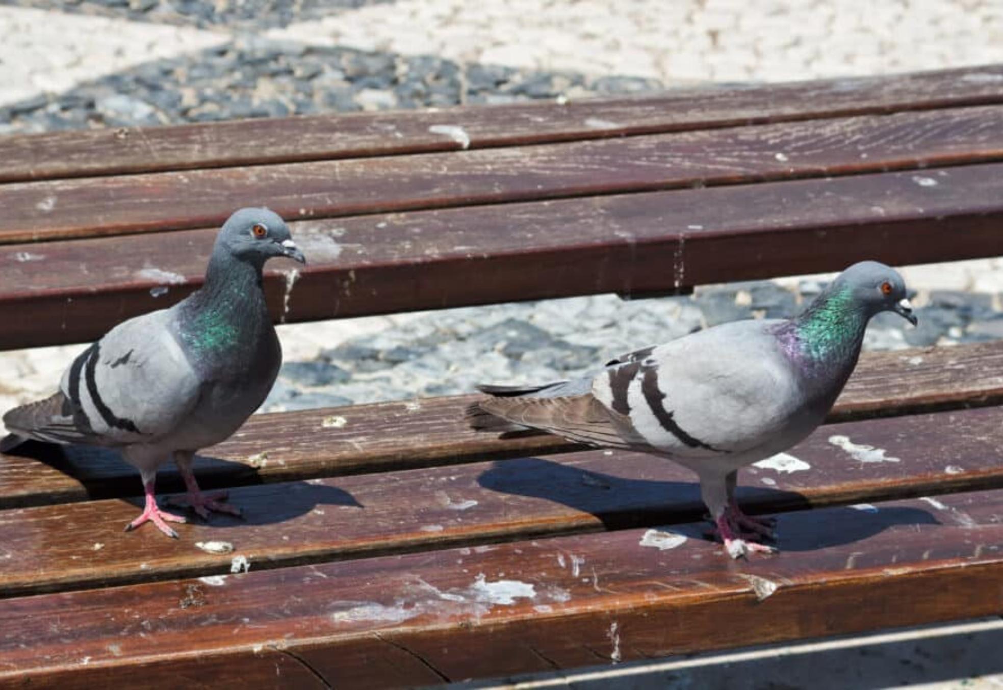 Καθαρίστε το μπαλκόνι από κουτσουλιές οσμές και μικρόβια περιστεριών με 3 αποτελεσματικούς τρόπους