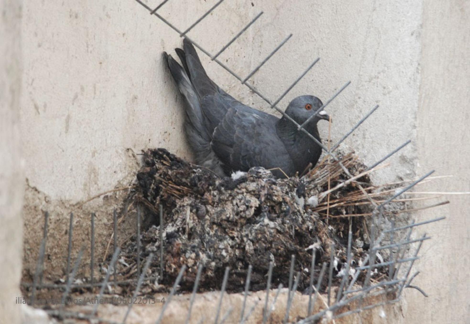 Καθαρίστε το μπαλκόνι από κουτσουλιές οσμές και μικρόβια περιστεριών με 3 αποτελεσματικούς τρόπους