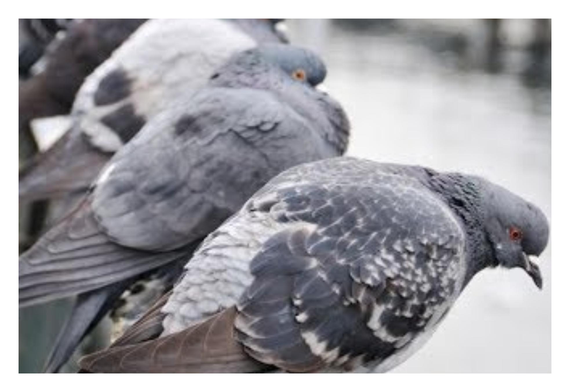 Καθαρίστε το μπαλκόνι από κουτσουλιές οσμές και μικρόβια περιστεριών με 3 αποτελεσματικούς τρόπους