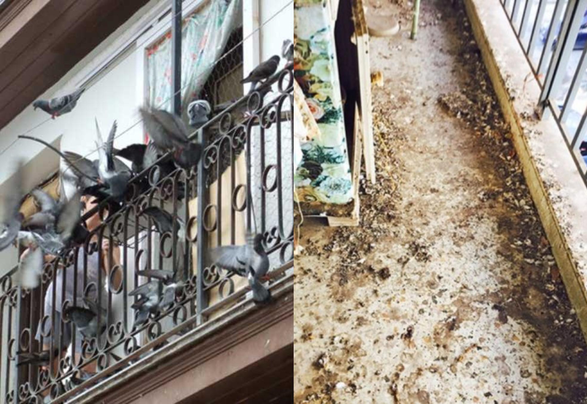 Καθαρίστε το μπαλκόνι από κουτσουλιές οσμές και μικρόβια περιστεριών με 3 αποτελεσματικούς τρόπους