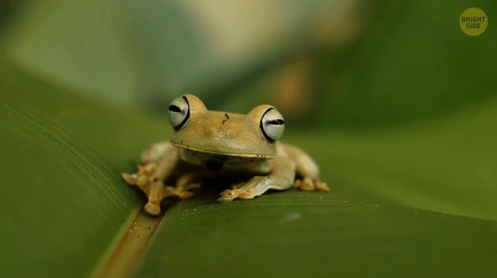τι-κάνουν-οι-μύγες-όταν-κάθονται-στο-φαγητό-μας- τι-κάνουν-οι-μύγες-όταν-κάθονται-στο-φαγητό-μας-