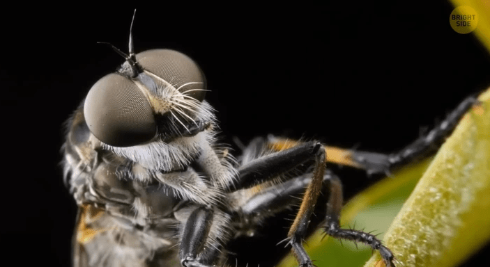 τι-κάνουν-οι-μύγες-όταν-κάθονται-στο-φαγητό-μας- τι-κάνουν-οι-μύγες-όταν-κάθονται-στο-φαγητό-μας-