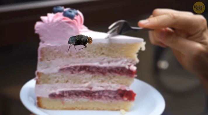 τι-κάνουν-οι-μύγες-όταν-κάθονται-στο-φαγητό-μας- τι-κάνουν-οι-μύγες-όταν-κάθονται-στο-φαγητό-μας-