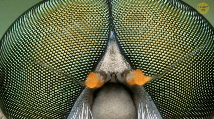 τι-κάνουν-οι-μύγες-όταν-κάθονται-στο-φαγητό-μας- τι-κάνουν-οι-μύγες-όταν-κάθονται-στο-φαγητό-μας-