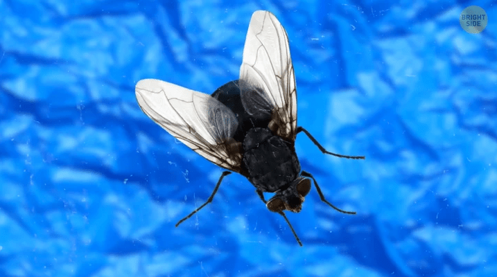 Τι κάνουν πραγματικά οι μύγες όταν προσγειώνονται στο φαγητό