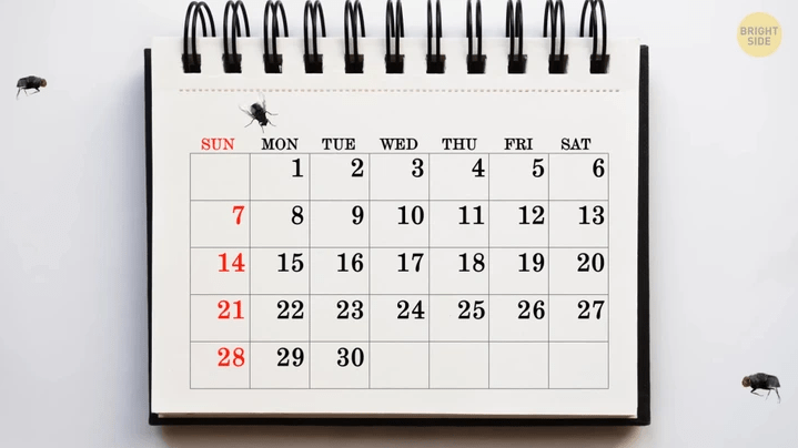 τι-κάνουν-οι-μύγες-όταν-κάθονται-στο-φαγητό-μας- τι-κάνουν-οι-μύγες-όταν-κάθονται-στο-φαγητό-μας-