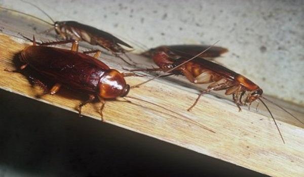 Κατσαρίδες: Τα προβλήματα υγείας που προκαλούν