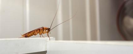 Κατσαρίδες-προβλήματα-υγείας-που-προκαλούν- Κατσαρίδες-προβλήματα-υγείας-που-προκαλούν-