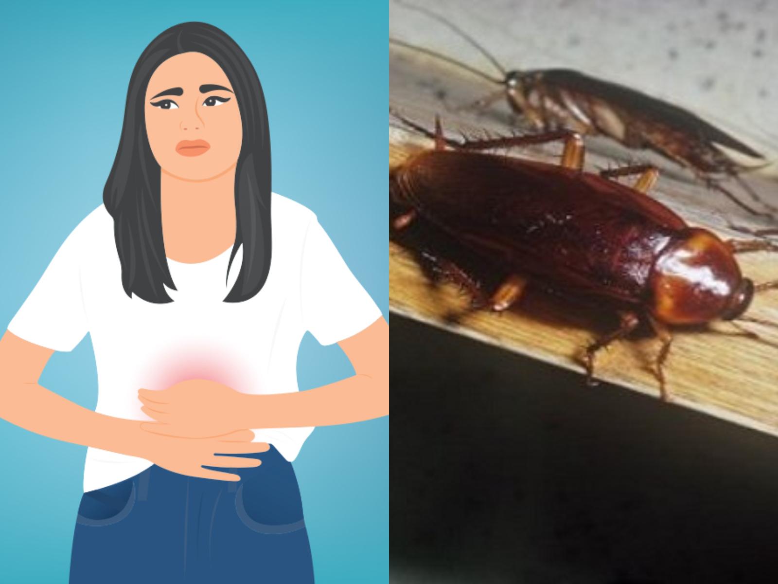 Κατσαρίδες-προβλήματα-υγείας-που-προκαλούν-