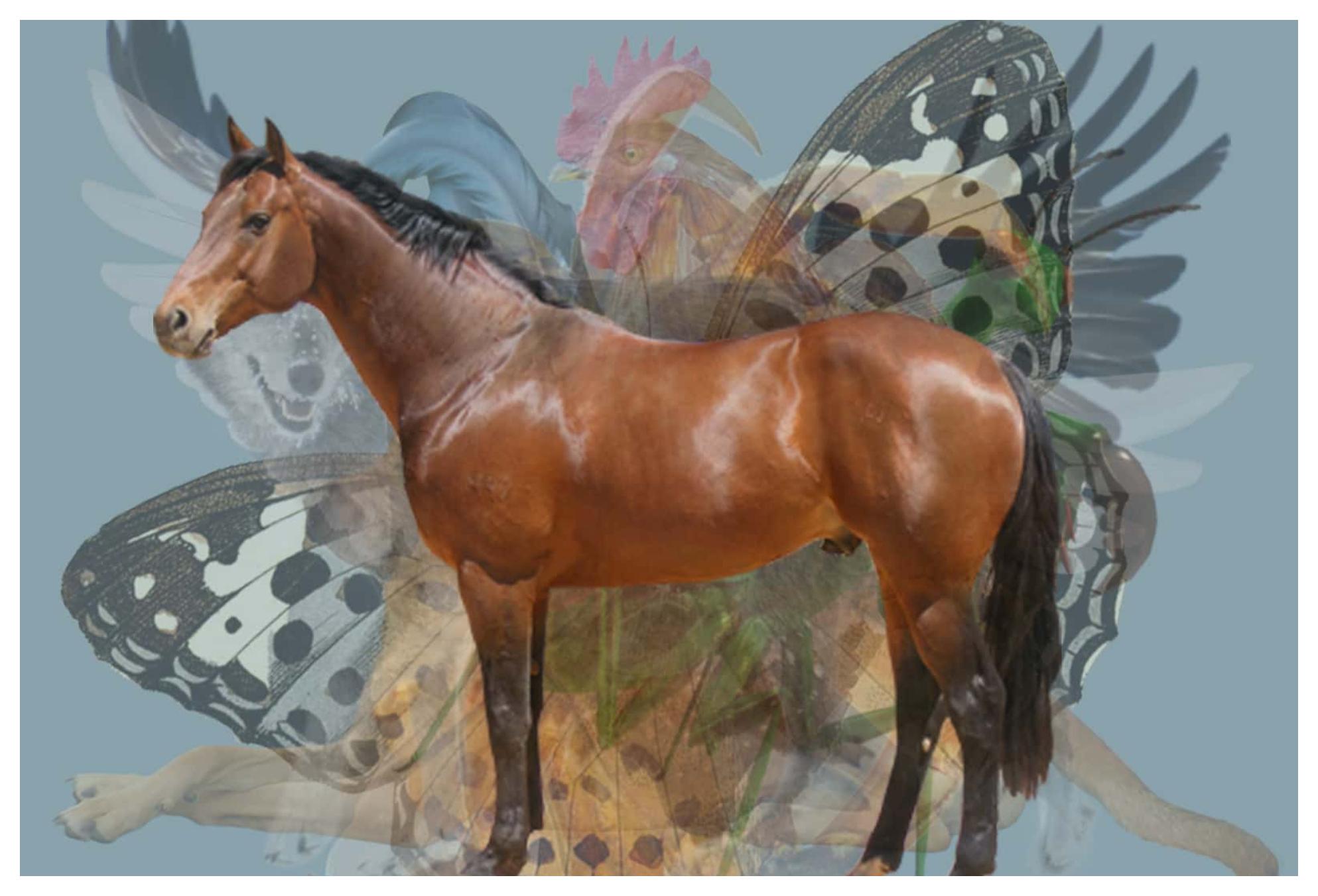 Ψυχολογικό τέστ: Ανακάλυψε τον χαρακτήρα σου και πως χειρίζεσαι τις σχέσεις σου μέσα από τα ζώα