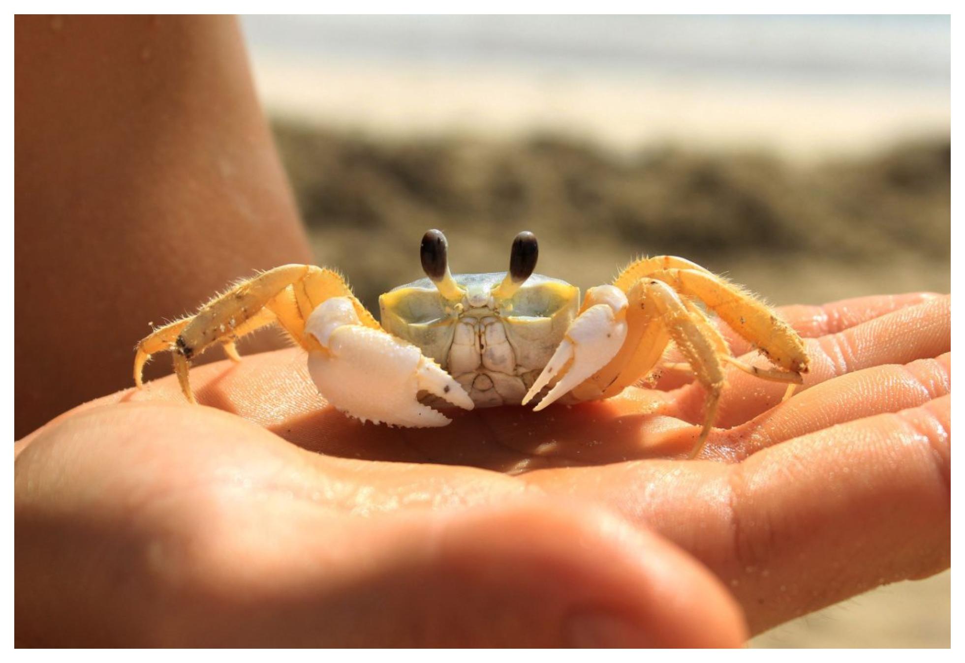 Άση Μπήλιου: Ερμής στον Καρκίνο από 27/06/2023 ως 10/07/2023: Πως θα επηρεάσει τα 12 ζώδια