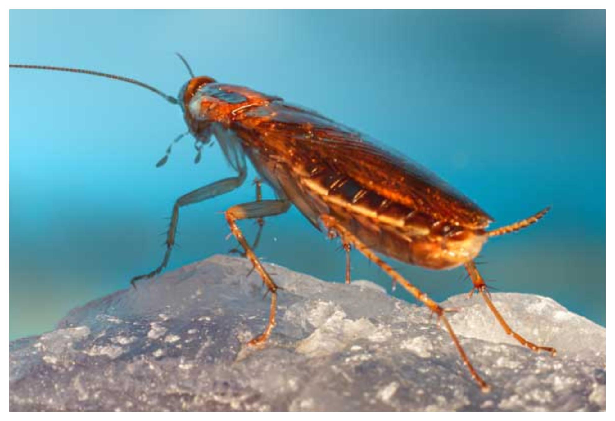 Το τσίμπημα κατσαρίδας μπορεί να αποβεί μοιραίο: Δες φώτο και αναγνώρισέ το