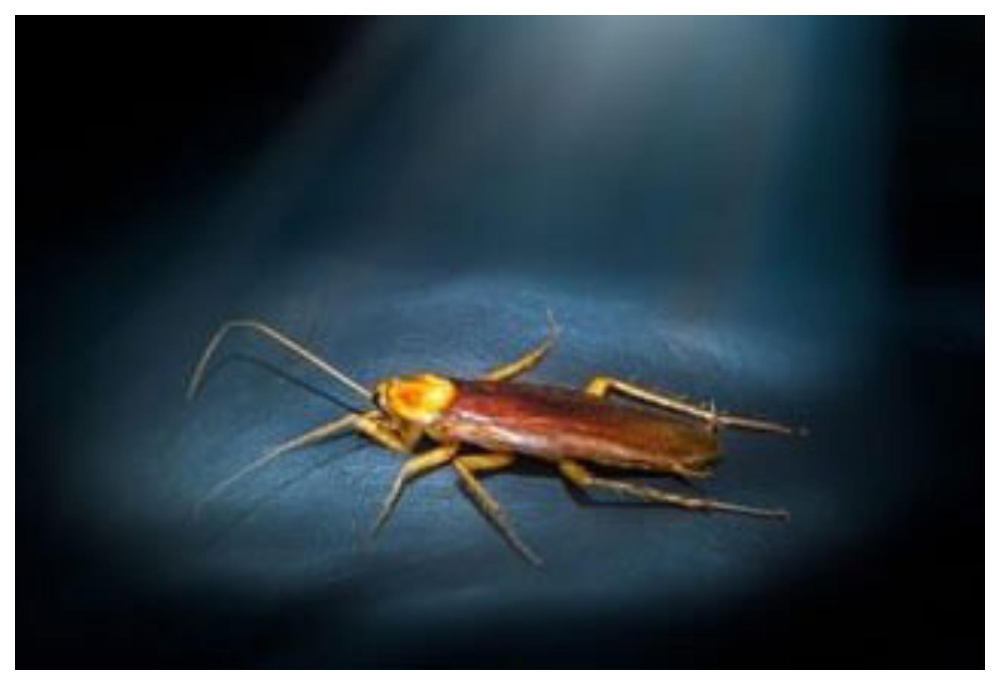 Το τσίμπημα κατσαρίδας μπορεί να αποβεί μοιραίο: Δες φώτο και αναγνώρισέ το