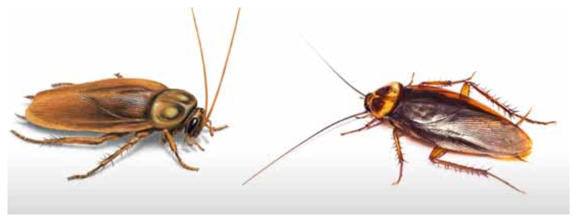 Το τσίμπημα κατσαρίδας μπορεί να αποβεί μοιραίο: Δες φώτο και αναγνώρισέ το
