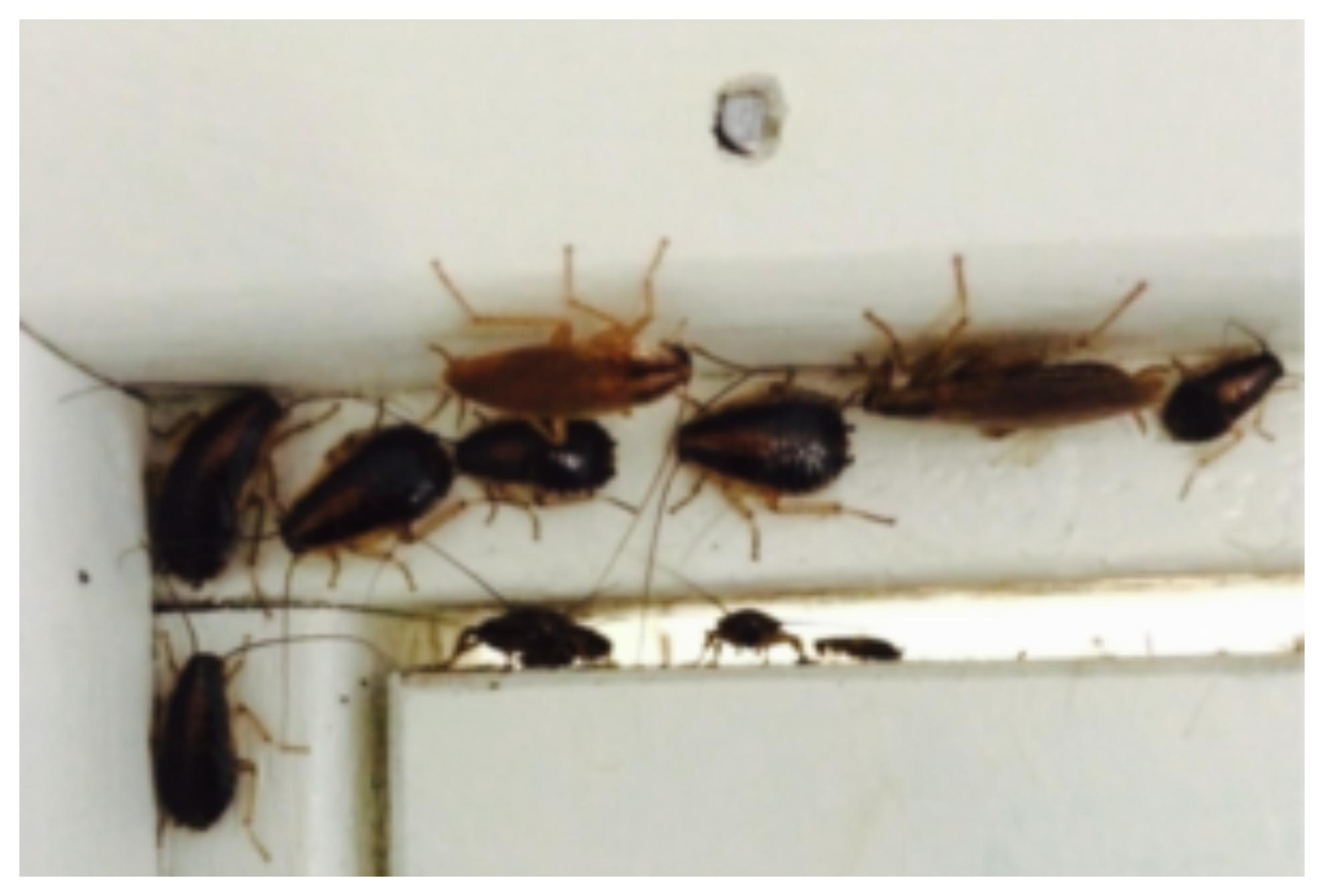 Το τσίμπημα κατσαρίδας μπορεί να αποβεί μοιραίο: Δες φώτο και αναγνώρισέ το