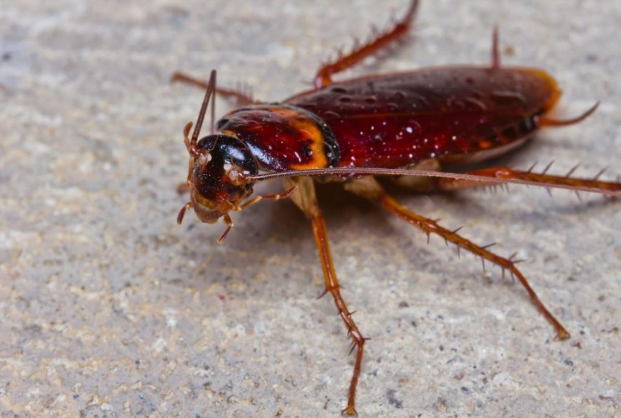 Το τσίμπημα κατσαρίδας μπορεί να αποβεί μοιραίο: Δες φώτο και αναγνώρισέ το