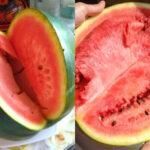 δηλητηρίαση-από-καρπούζι-πως-ξεχωρίζεις-το-καλό καρπούζι-