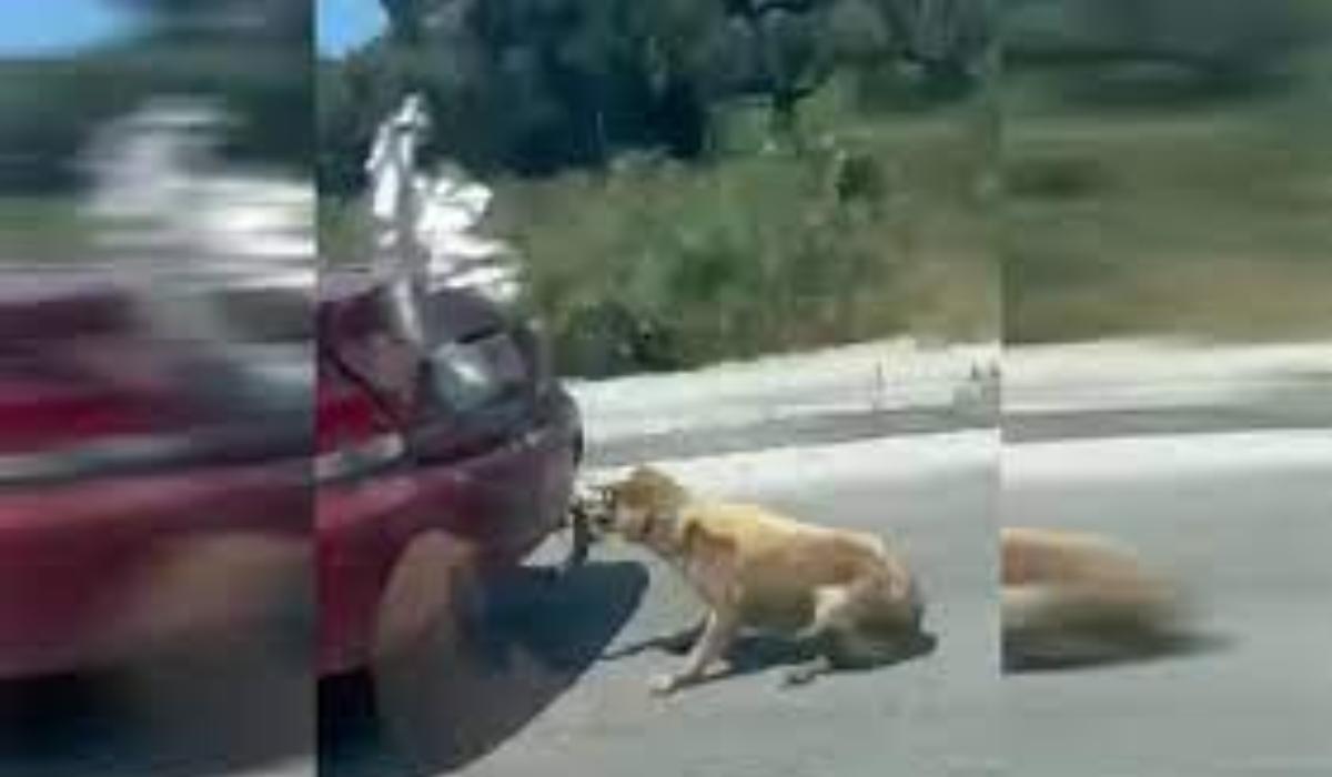 Φρίκη :  Έσερνε το σκύλο πίσω από το αυτοκίνητο δεμένο με σύρμα