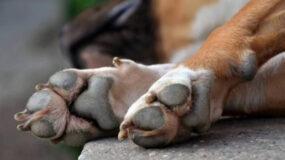 Νέα Φρίκη στο συγκλονίζει Πανελλήνιο :  15χρονος κ@κοποίησε άγρια σκύλο