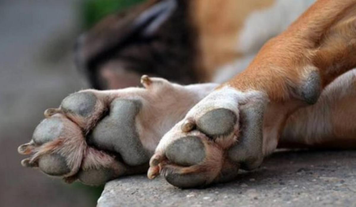 Νέα Φρίκη στο συγκλονίζει Πανελλήνιο :  15χρονος κ@κοποίησε άγρια σκύλο