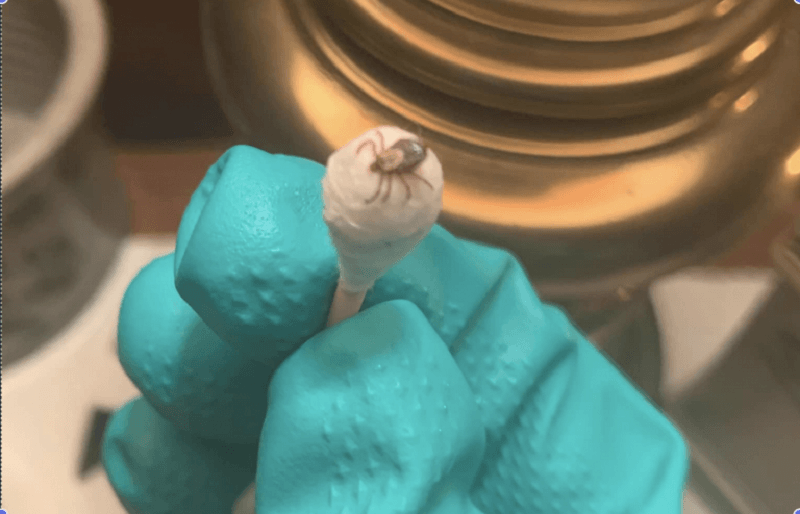 έξυπνο κόλπο-για-να-αφαιρέσουμε-τσιμπούρια- έξυπνο κόλπο-για-να-αφαιρέσουμε-τσιμπούρια-